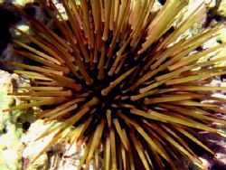 Sea Urchin - Paracentrotus lividus by João Monteiro 
